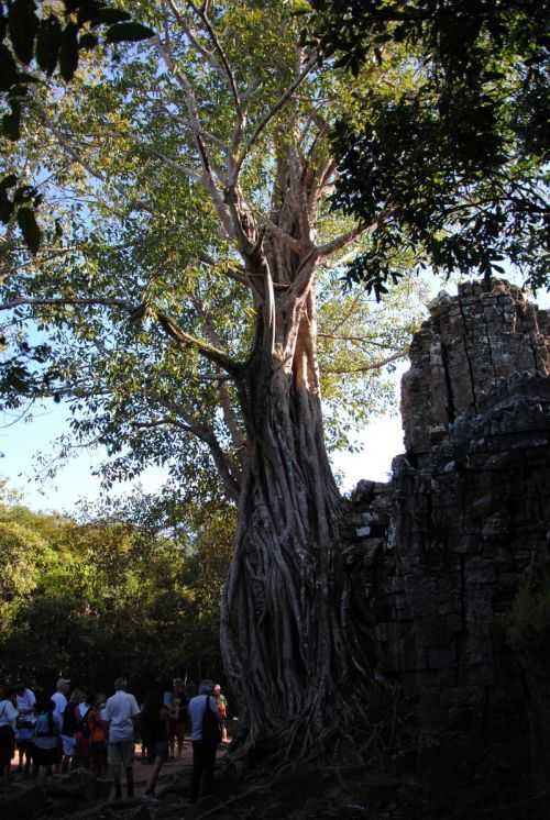 ANGKOR WAT HALF MARATHON 2013